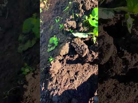 ได้เวลาเก็บหัวพันธุ์ของมันฝรั่