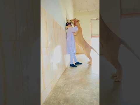 #anirudh #salaar #jailer #jimcorbettwildlifeandnatureview #bigcats #lion