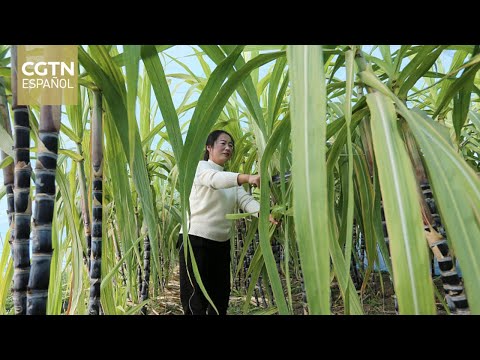 Cosecha de caña de azúcar, auge de la producción y venta de azúcar morena en Chongqing