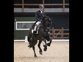 Dressage horse FEI Prix St George level stallion - schoolmaster