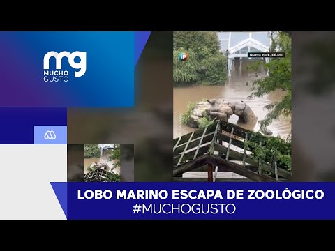 Lobo marino escapa de zoológico producto de inundaciones