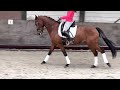 حصان الفروسية Knap sportpaard!