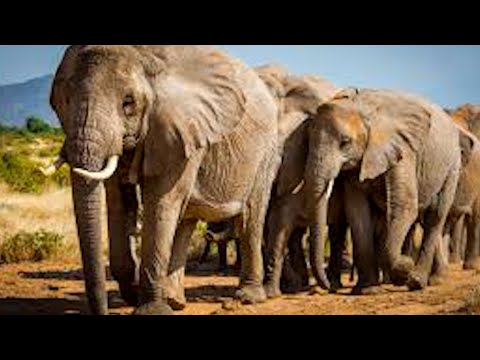 El cambió climático afecta la vida y hábitat  de los elefantes en Kenia