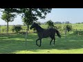 Dressurpferd Te Koop: Fijn toekomstig sportpaard v Glamourdale