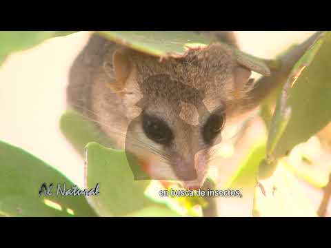 SNT Al Natural: La diversidad oculta del Chaco Boreal