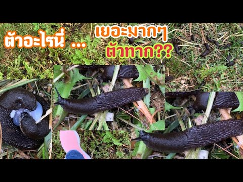 ทากบุกบ้านคนเยอะมากทำไงดีชีวิต ทากบุกบ้านคนเยอะมากทำไงดีชีวิต