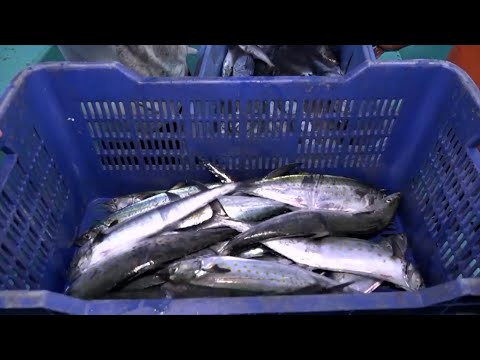 Sector pesquero presenta incremento del 15% hasta junio del 2023