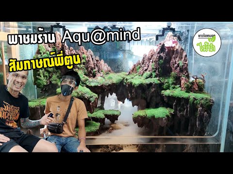 พาชมร้านไม้น้ำ-ร้าน-AquaMind-( พาชมร้านไม้น้ำ-ร้าน-AquaMind-(