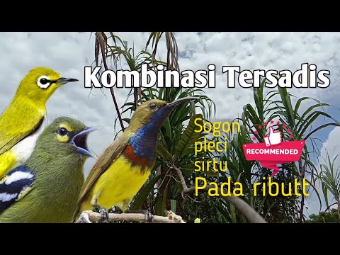 SUARA PIKAT BURUNG KOMBINASI ( sogo ontong, pleci, sirtu/cipoh )