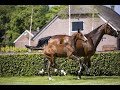 Show jumping horse De Wolden Summer Sale