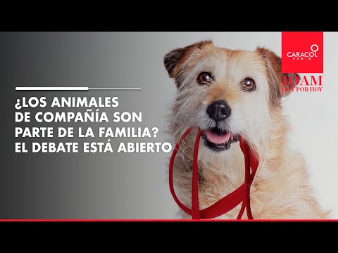 En #10AM Hoy por Hoy, ¿Los animales de compañía son parte de la familia? el debate está abierto.