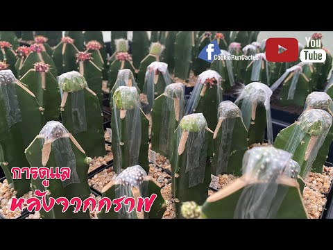 🌵การดูแลไม้กราฟ-หลังจากกราฟ 🌵การดูแลไม้กราฟ-หลังจากกราฟ