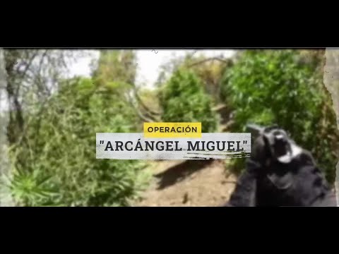 Reportaje | Operación Arcángel Miguel: Grandes plantaciones de marihuana en quebradas