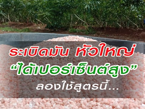 #ระเบิดมันหัวใหญ่ได้เปอร์เซนต์ #ระเบิดมันหัวใหญ่ได้เปอร์เซนต์