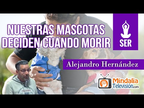 Nuestras mascotas deciden cuando morir, por Alejandro Hernández