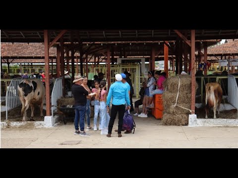 Feria Agropecuaria de La Habana: CERDOS al mejor POSTOR