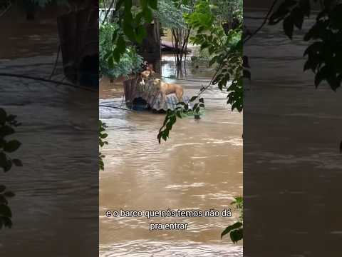 Cachorro Isolado em Enchente! Tragedia no Rio Grande do Sul #enchente #riograndedosul #noticias