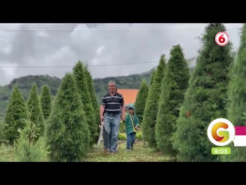Conozca los hermosos árboles navideños de San Cristóbal Norte de Desamparados