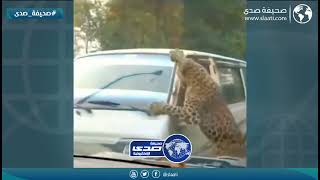 أغرب مفاجأة على الطريق