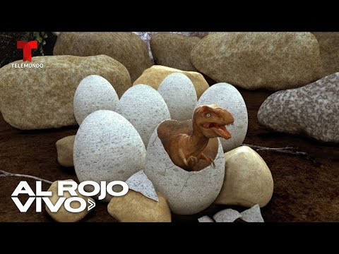 Huevos de dinosaurio cristalizados “extremadamente raros” son hallados