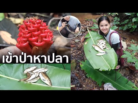 เข้าป่าหาปลากับเพื่อน--แพทสาวด เข้าป่าหาปลากับเพื่อน--แพทสาวด