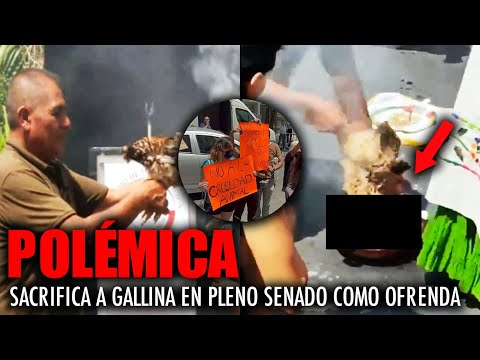MÉXICO se vuelve NOTICIA MUNDIAL por EL SACRIFICIO de UNA GALLINA en PLENO SENADO!