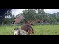 Allround-pony Superknappe tweejarige hengst  146cm