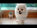 [vlog] #曼赤肯貓 #短腿貓 #幼貓 和#博美犬 一起飼養 - 初次見面到彼此熟悉