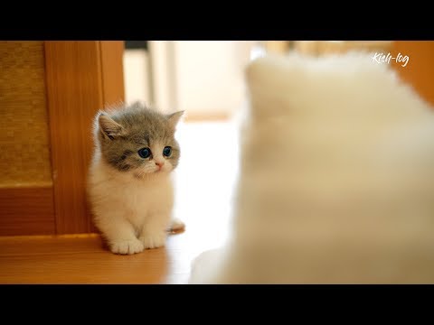 [vlog] #曼赤肯貓 #短腿貓 #幼貓 和#博美犬 一起飼養 - 初次見面到彼此熟悉