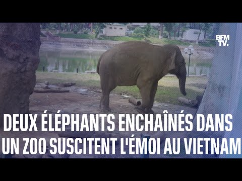 Thai et Banang, deux éléphants enchaînés dans un zoo de Hanoï, suscitent l’émotion des Vietnamiens