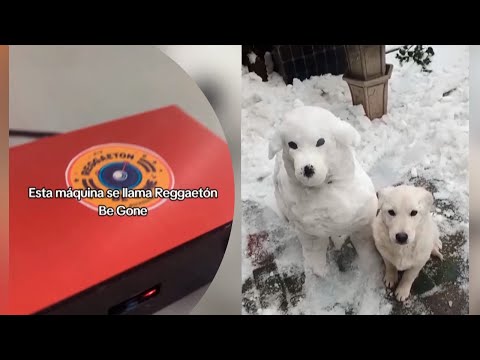 SOBREMESA MIÉRCOLES 21/2/24: crearon un aparato para bloquear el reggaeton y un perro hecho de nieve