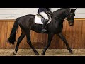 Show jumping horse Mooie 4-jarige stoere ruin