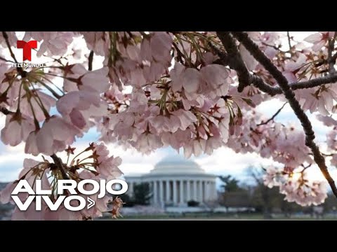EN VIVO: Florecen los cerezos en Seattle y Washington D.C. | Al Rojo Vivo