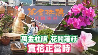 万金杜鹃花开落籽 来去赏花趣【📍Follow新北】