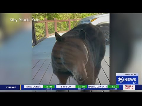 Visiting family comes face to face with bear inside Gatlinburg cabin