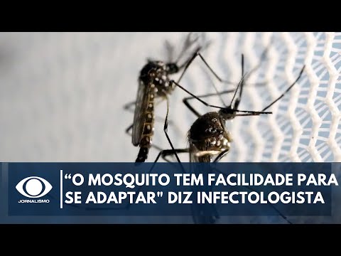 Tem facilidade para se adaptar, diz Ex-secretário de Saúde sobre o mosquito da dengue |Canal Livre