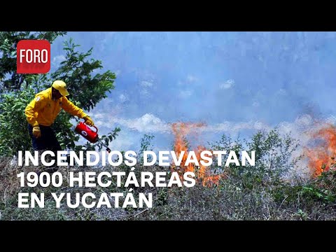 Brigadistas combaten 2 incendios forestales en Yucatán - Las Noticias