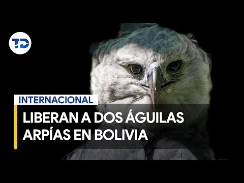 Liberan a dos águilas arpías cinco años después de su rescate