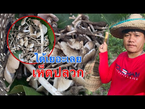 เจอเห็ดปลวก-หมู่ใหญ่เลย!! เจอเห็ดปลวก-หมู่ใหญ่เลย!!