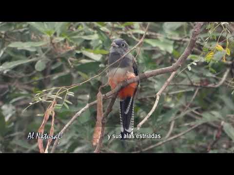 SNT Al Natural: Aves del Paraguay