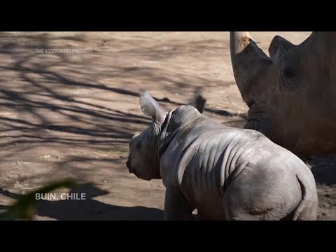 Presentan en Chile una nueva cría del amenazado rinoceronte blanco, la tercera nacida en Sudamérica