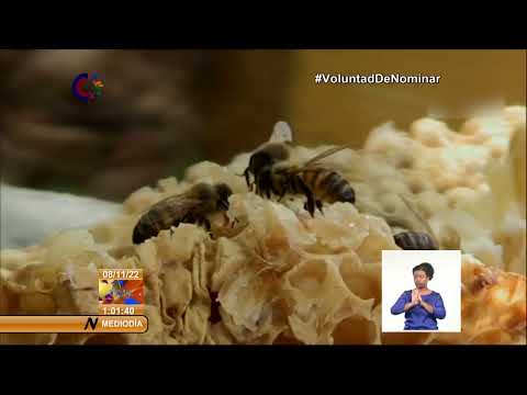 Cuba: Aprueban estrategia para mayor aprovechamiento de la apicultura