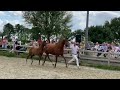 حصان الفروسية Skylger - Luxe hengstveulen
