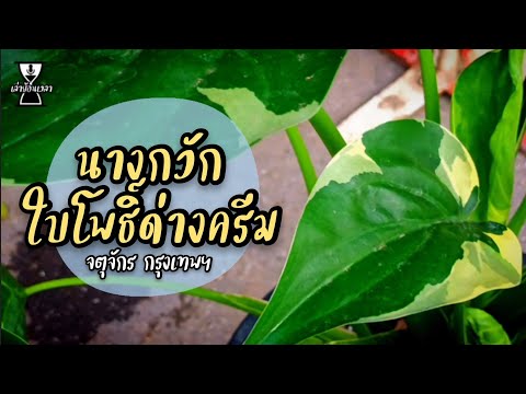 นางกวักใบโพธิ์ด่างครีมไม้ด่าง