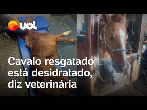 Cavalo Caramelo resgatado em telhado no RS está desidratado, diz veterinária; vídeos do tratamento