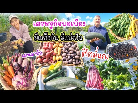 คนไทยในเดนมาร์กเก็บแบล็คเบอร์