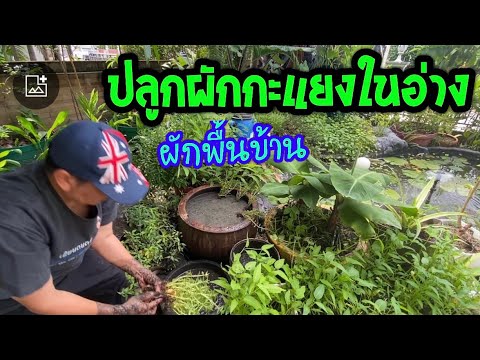 ปลูกผักกะแยงในอ่าง ปลูกผักกะแยงในอ่าง