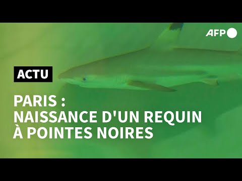 Naissance rare d'un bébé requin à pointes noires à l'Aquarium de Paris | AFP