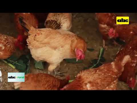 Preocupa en Sudamérica avance de la gripe aviar
