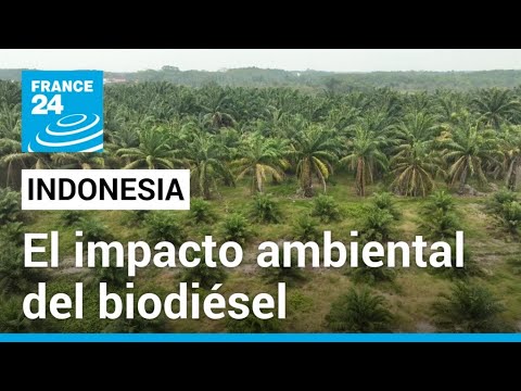 En Indonesia, la industria del biodiésel contribuye a la deforestación • FRANCE 24 Español